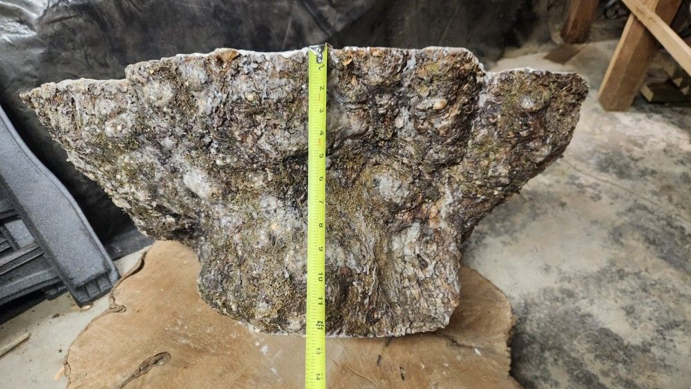 Maple Burl