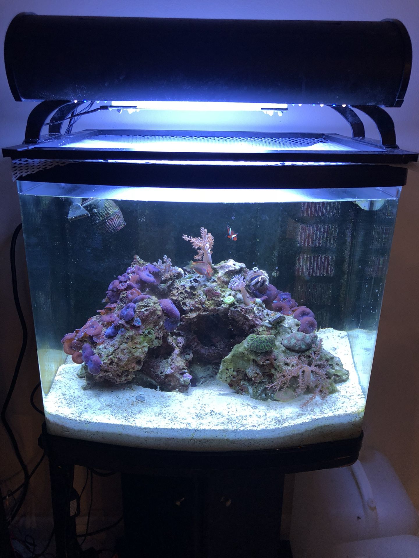 28 Gallon Nano Cube LED with Stand, Current Light Fixture and New Bulbs installed. $250 obo, live rock piece sold additional $$$ Sale in West Palm Beach, FL - OfferUp