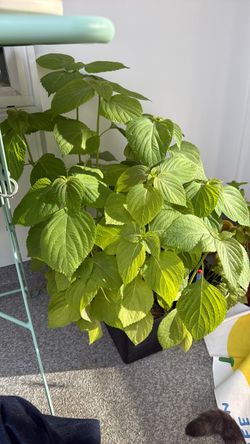 Free stalks of green shiso