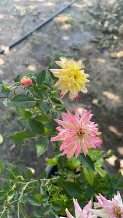Plant de Rosa  different color  Flor Chiquita