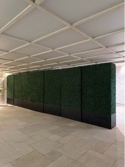 Commercial Grade Boxwood Hedge 10 total, price is EA