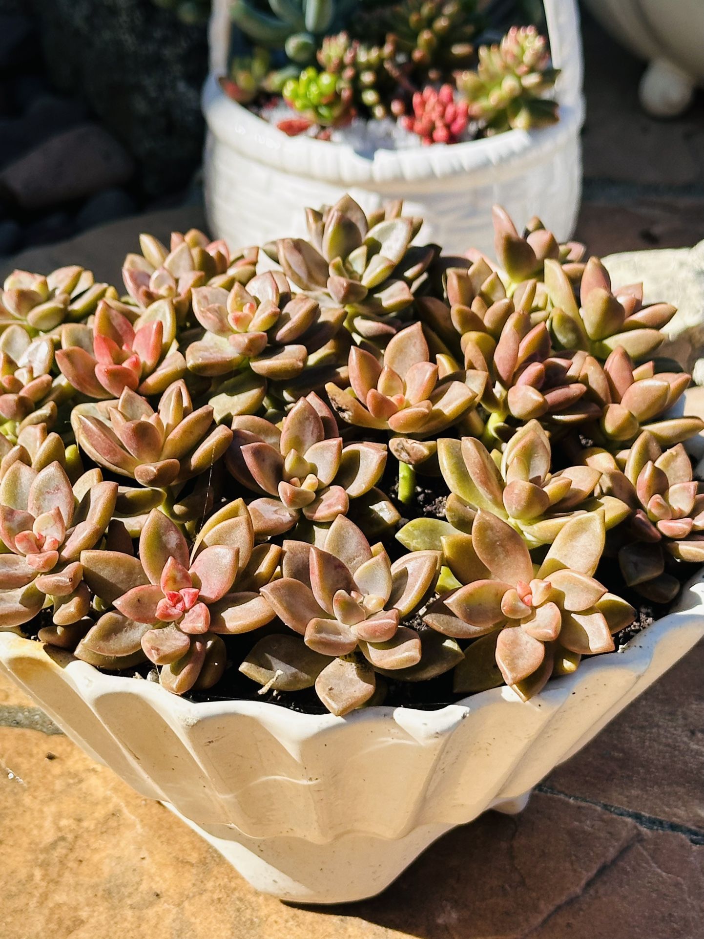 Succulents In The White Ceramic Pot
