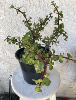 1.5 Gallon Pot Succulent Plant - Portulacaria Afra - Elephant Bush Sculptural - Drought Resistant - Rooted & Established - Great for Landscaping 🪴