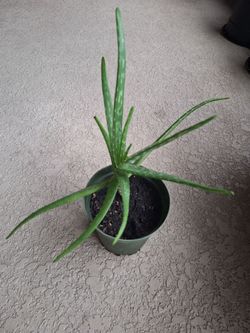 Potted Aloe Vera plant ( Aloe Barbadensis)