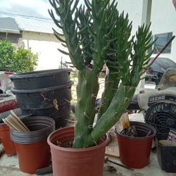 Cactus Plants 8 Each Or Two For 15 When It Blooms Flower Is Red 