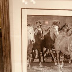 Beautiful horse frame