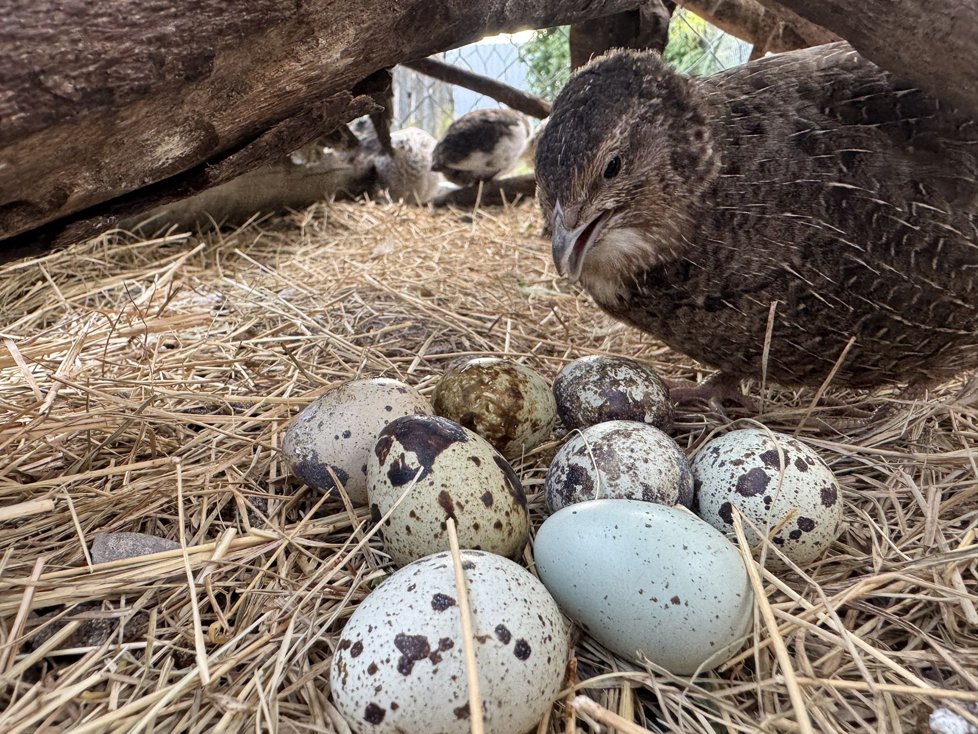 Quail Eggs