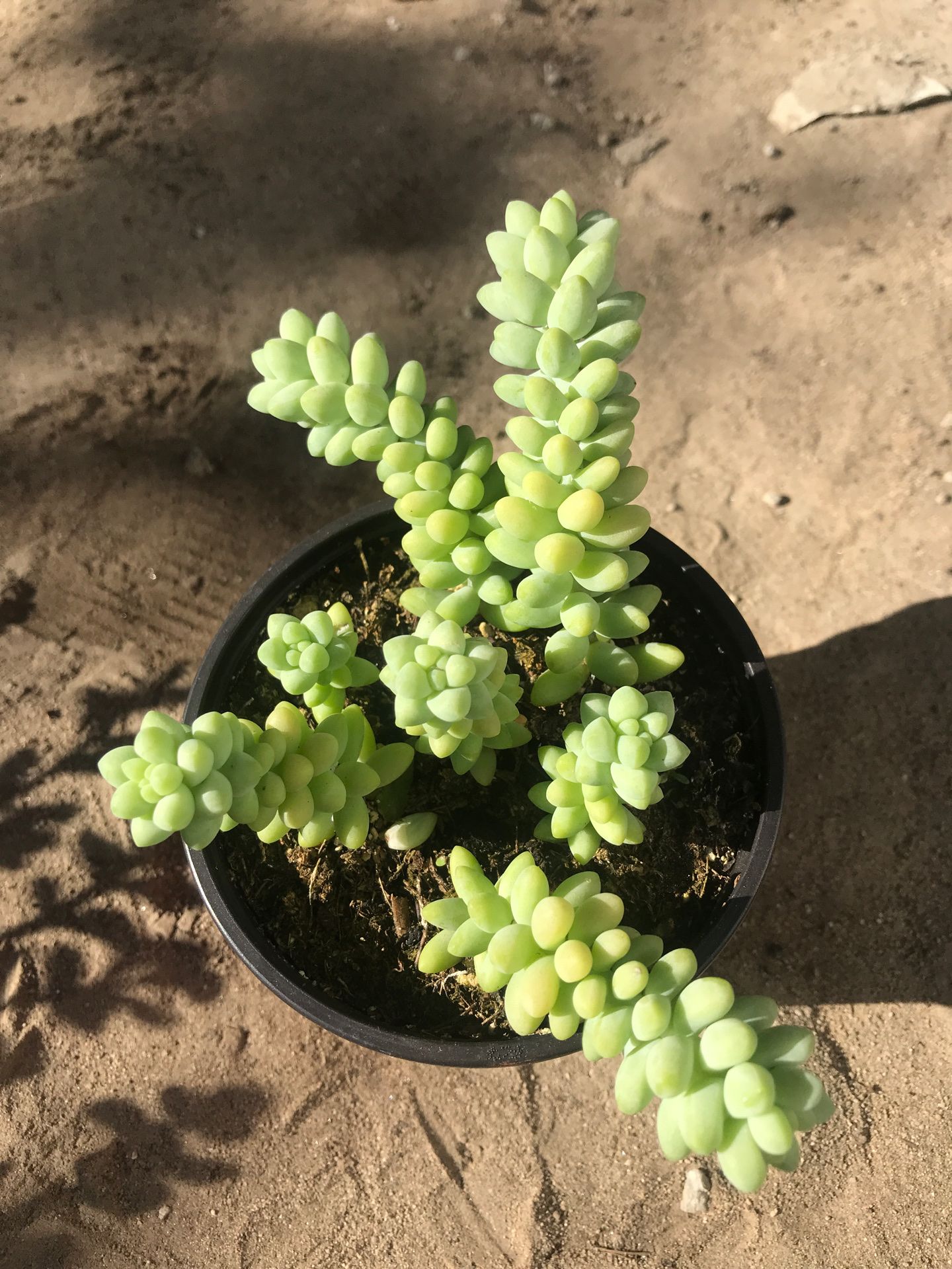 Donkey’s Tail Succulent Plant