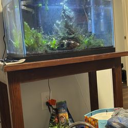 20 Gallon Fish Tank Setup