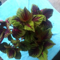 Coleus Plant