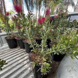 Bottlebrush Plant (pink)