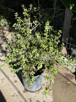 Elephant Bush/ Portulacaria afra