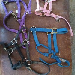 Horse Halters