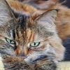 Esther 