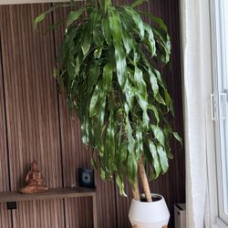 🌿 STUNNING 10-YEAR-OLD DRACAENA TREE WITH DESIGNER PLANTER – $350