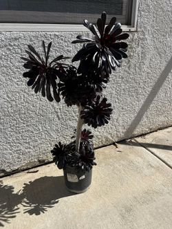 Succulent Plant