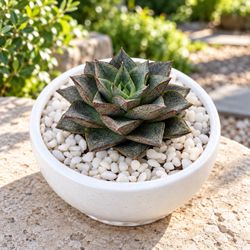 Echeveria Succulent with White Planter & Decorative Pebbles