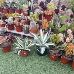 Variety Of Succulents Plants 