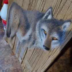 3d Wolf Picture 