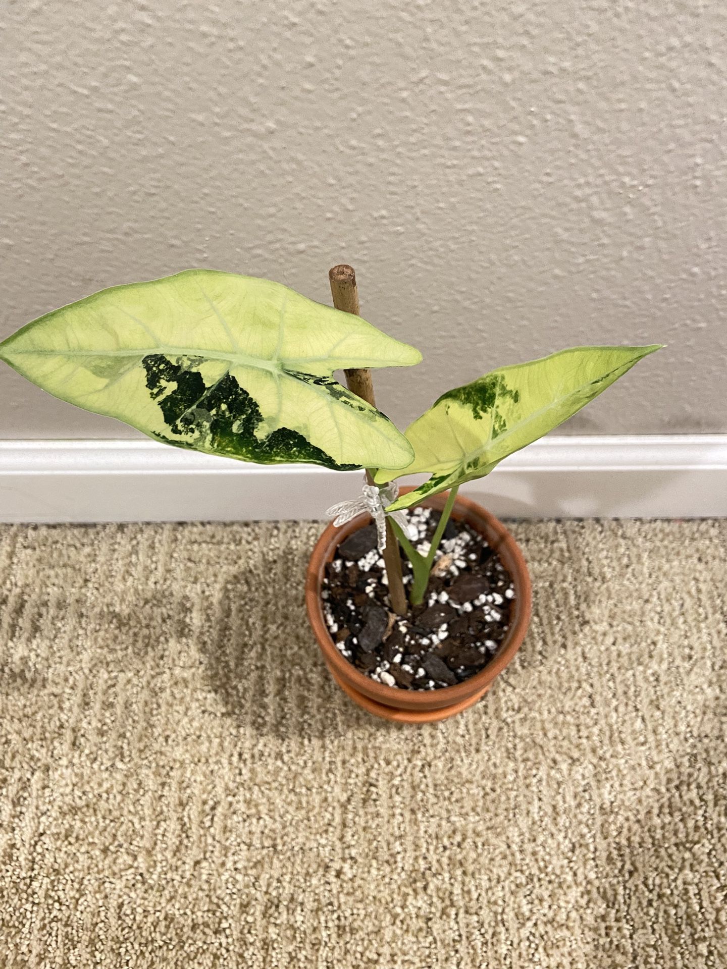 Moving Sale- Alocasia Frydek Variegated In 4 Inch Pot With Saucer