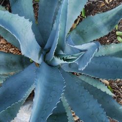 Agave Plant Beautiful 