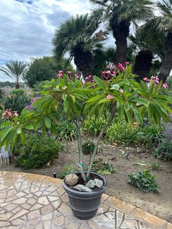 Potted Plumeria Plant with Pink Blooms
