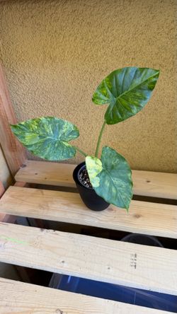 Alocasia Gageana Aurea
