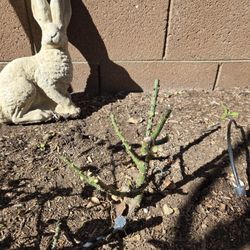 FREE- outdoor plants (Plumeria & Rose Bushes)