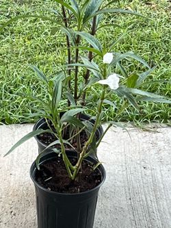 Flower Plant$4