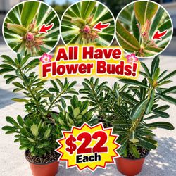 Desert Rose with flower buds Adenium Obesum