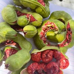 Tambachile 
