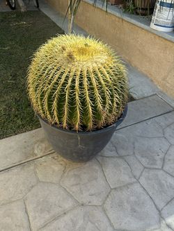 Cactus Ball