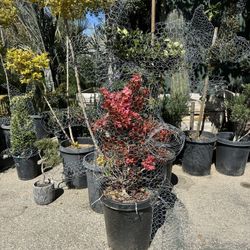 Elephant Topiary Bonsai