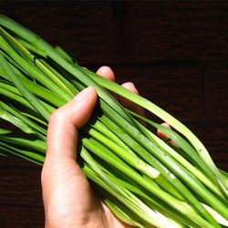 Perinneal  Chives society  garlic  plant on 1gal 