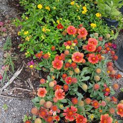 Small Garden Plants 🌼$3.50