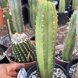 San Pedro Cactus Hybrid