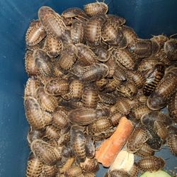 Dubia Roaches