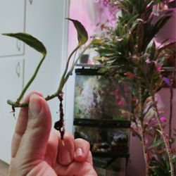 *RARE* Shangri-la Pothos Plant #1