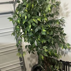 Indoor tree