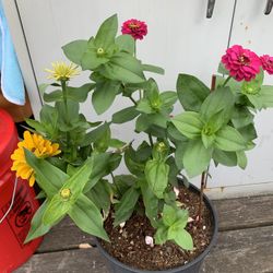 Outdoor Plant