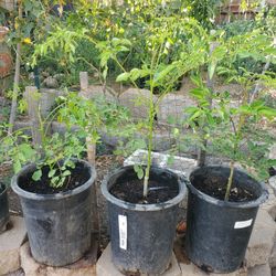 Moringa oleifera Plant Tree 5 gallon 11 Available