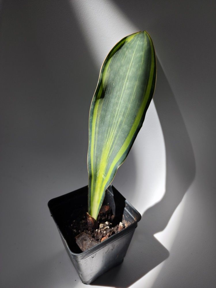 Sansevieria Masoniana Variegated Whale Fin Snake Plant