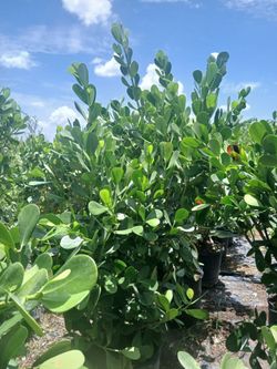 Clusia Hedges 5'ft 🌼 $40