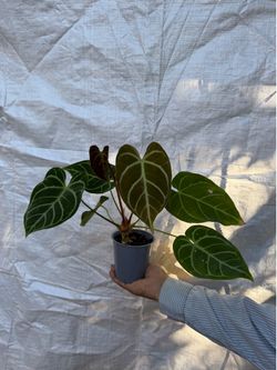 5” xl anthurium regale