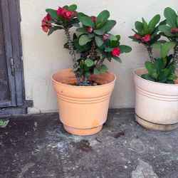 Planta Corona De Cristo Plant
