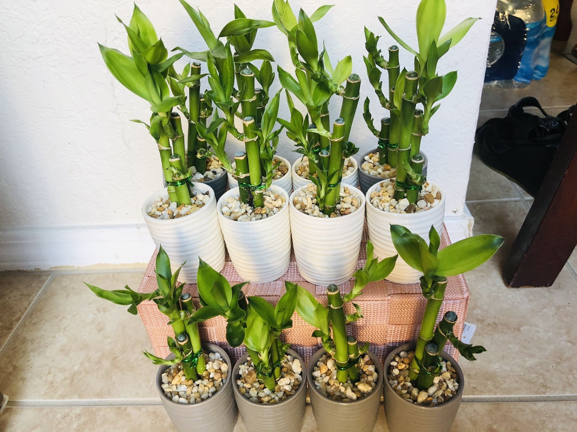 Lucky Bamboo With Nice Ceramic Vase Live Plant Indoor