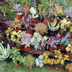 Variety Of Succulents Plants 