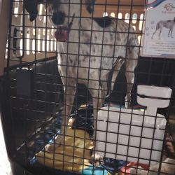 Dog Kennet Airline Approved