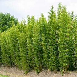 Bamboo for Privacy ~  ~ Expert Advice