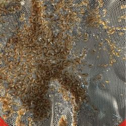 Daphnia Starter - Learn To Culture 